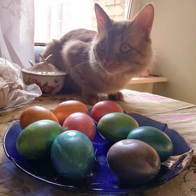 Коты и Пасха: 25 усатых, которые были рады куличам и крашеным яйцам