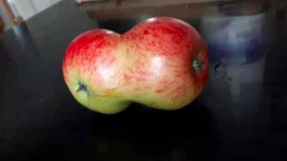 Два сросшихся яблока