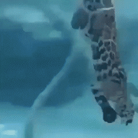 Гифки всякие