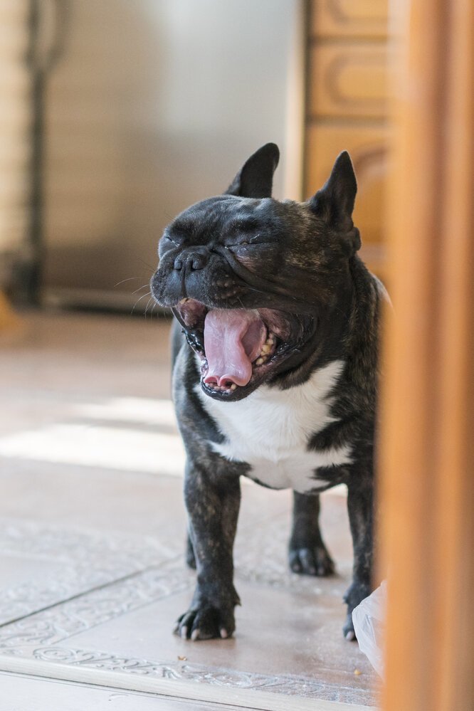 Можно ли заразить зеванием собаку или бегемота?
