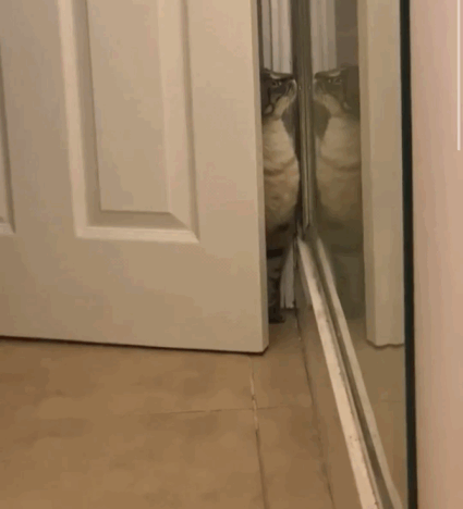 Кошачьи гифки