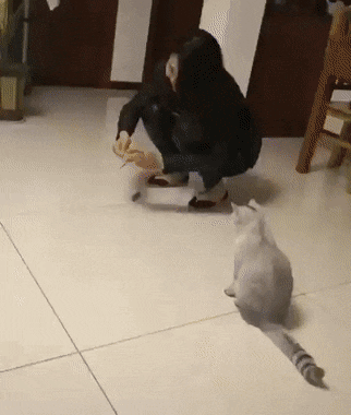 Кошачьи гифки