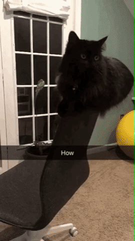 Кошачьи гифки