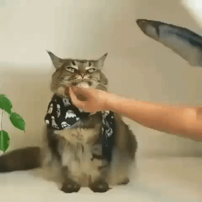 Кошачьи гифки