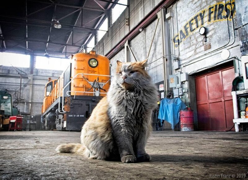 В музее северной железной дороги Невады можно увидеть не только поезда, но и кошку по кличке Грязь