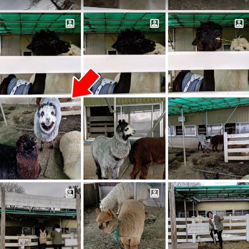 Пользователь Твиттера d_d_osorezan съездил на ферму альпака и обнаружил там странного зверя