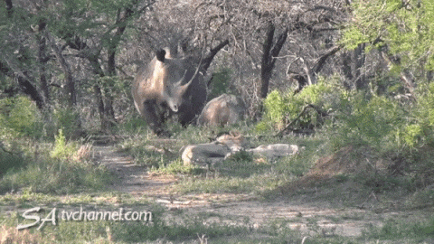 Напугали царей