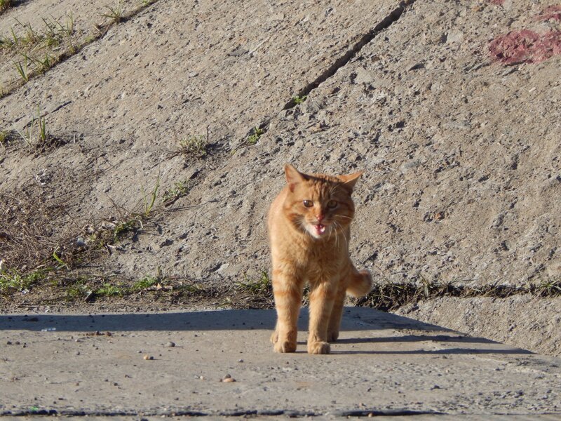 Осторожно, по улицам наших городов разгуливают слишком милые коты!