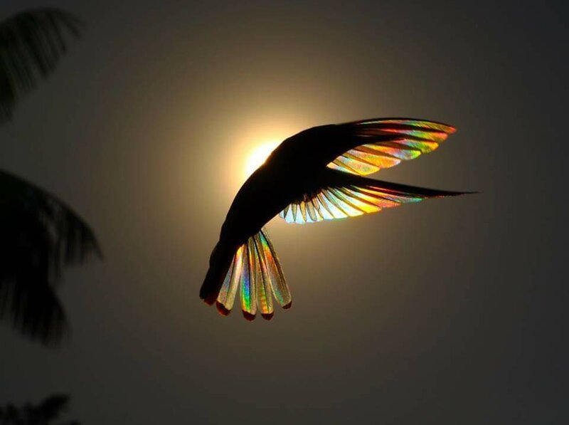 Колибри на солнце