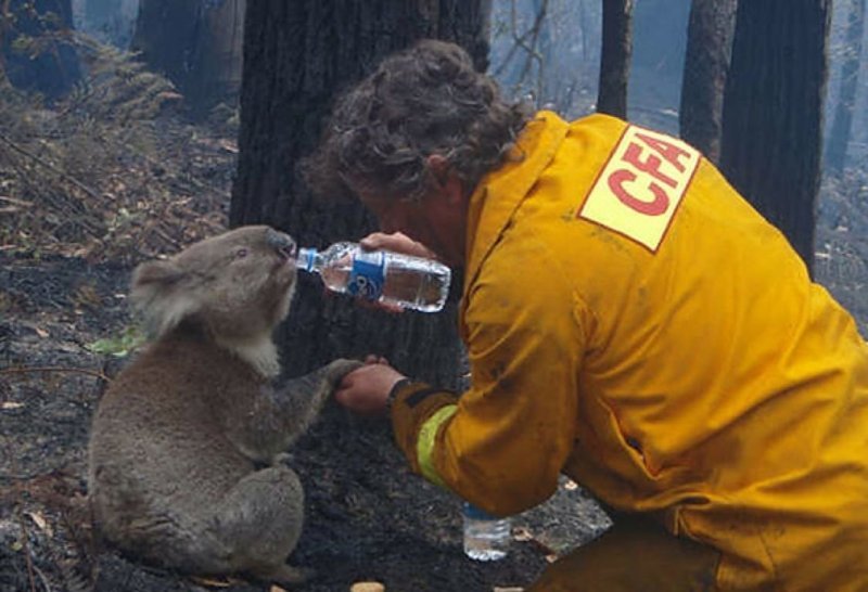 Пожарный поит коалу после спасения из огня
