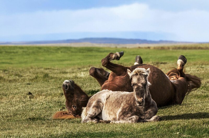 Лошади Исландии в фотографиях