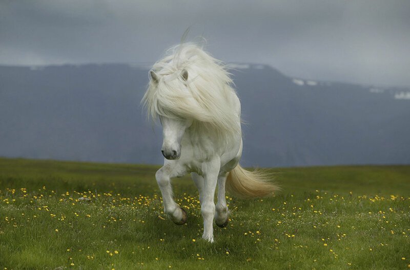 Лошади Исландии в фотографиях
