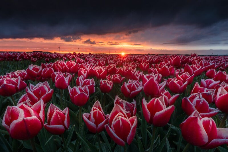 Голландские поля тюльпанов - невероятная красота!