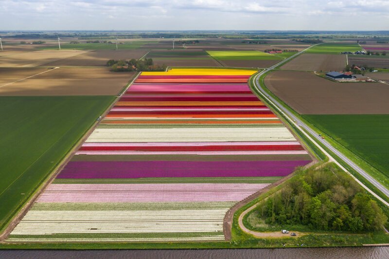 Голландские поля тюльпанов - невероятная красота!