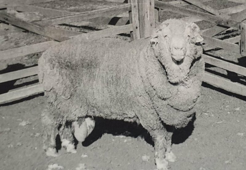 С помощью спермы баранов, замороженной на 50 лет, удалось оплодотворить 34 овцы