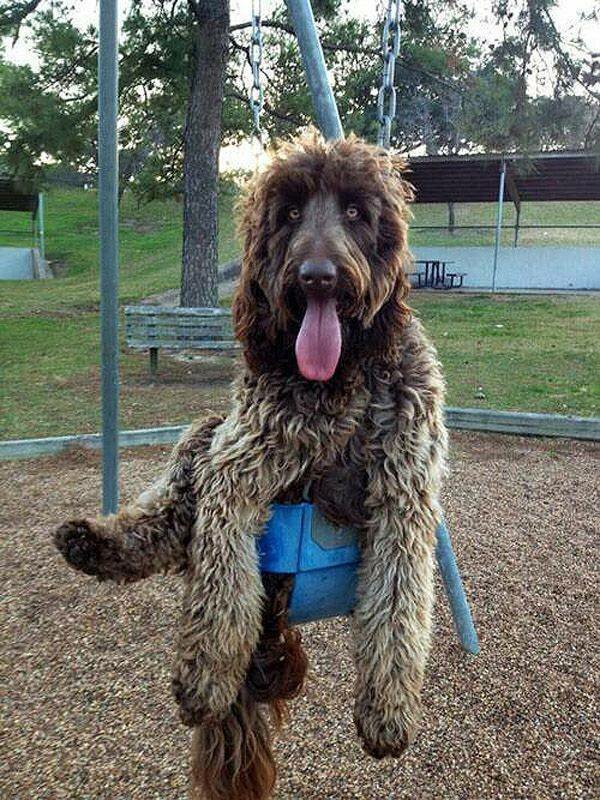 Собаки на качелях