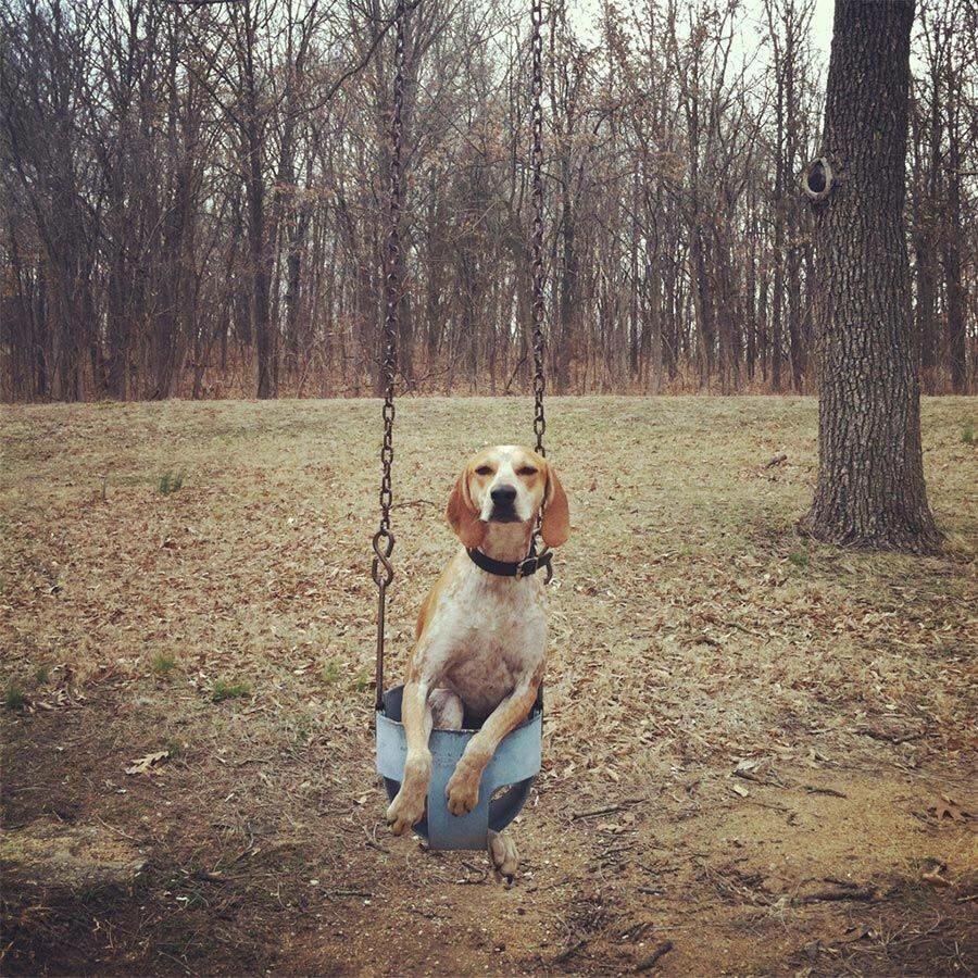 Собаки на качелях