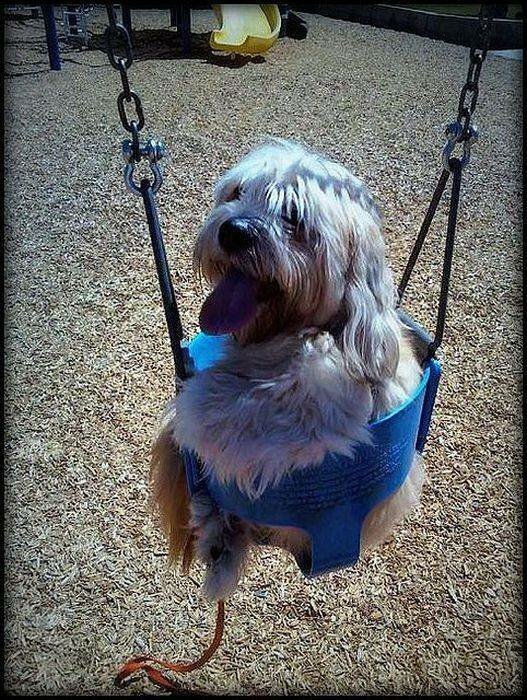 Собаки на качелях