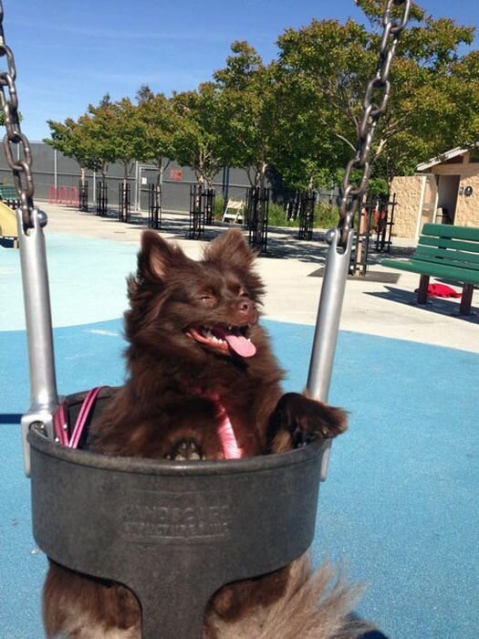 Собаки на качелях