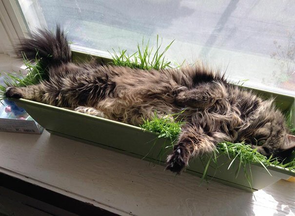 13. "Я посадила траву, чтобы моя кошка ее ела. Но она решила, что это новое место для сна"