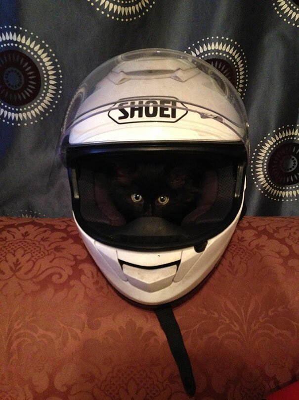 1. "Мой котенок обожает спать в шлеме моего парня"
