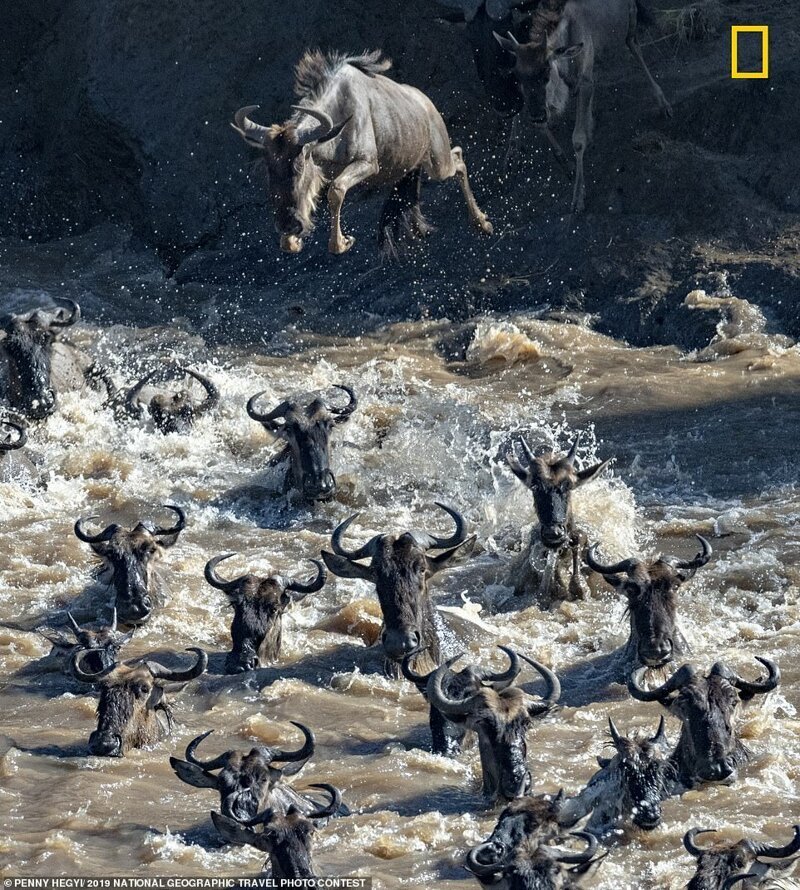6. Стадо антилоп гну во время миграции. Переправа через кишащую крокодилами реку. Национальный заповедник Масаи-Мара, Кения. Фотограф - Пенни Хэги