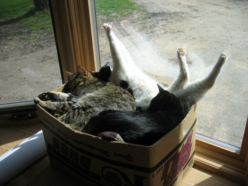 Фото котиков, которые любят тепло