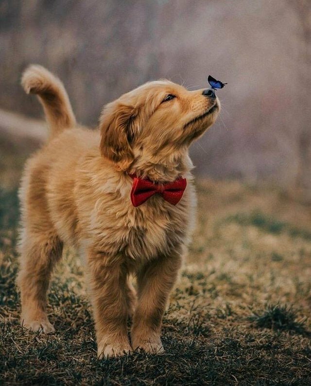 Бабочка села на нос пса с красной бабочкой, и этот кадр дал начало