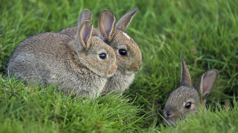 Кролики в состоянии стресса съедают собственных детенышей