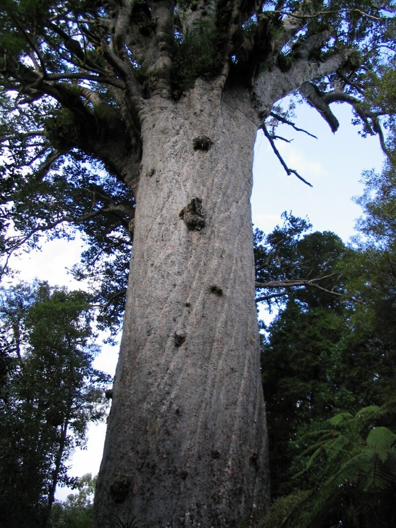Тане-махута (Tane Mahuta) - дерево реликвия, по преданиям самое старое дерево на Земле