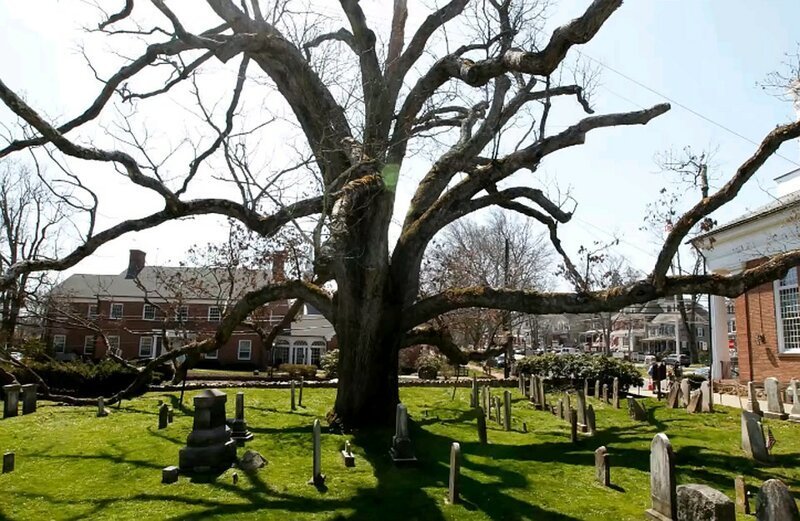 Дерево Смерти (Tree Of Death) растет в Зелёном Парке (Green Park), который находится прямо рядом с Букингемским дворцом (Buckingham Palace)