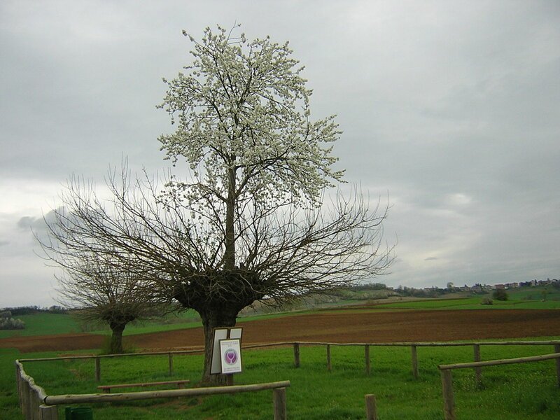 Bialbero ди Казорцо ( итальянское : «двойное дерево Казорца»),  также известеное как Гран Double Tree