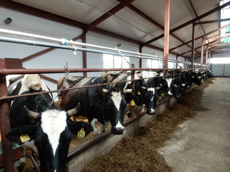 В Удмуртии открылась новая молочная ферма