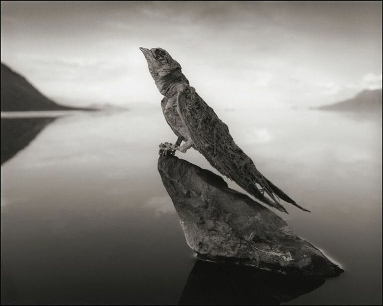 Кальцинированная ласточка, озеро Натрон, 2012 г.  
