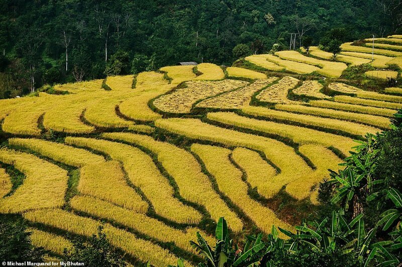 Бутанцы широко используют террасное земледелие, условия для которого здесь идеальны. На культивируемых полях, расположенных на нескольких уровнях холмов, жители выращивают рис