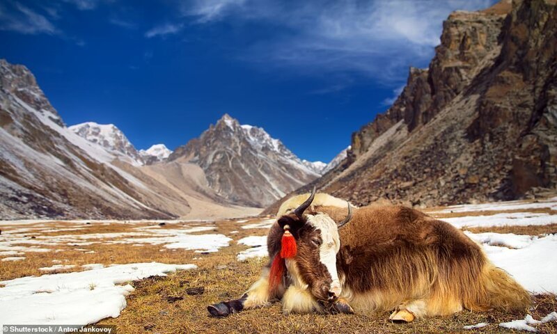 Бутан также называют страной яков. Этих сильных животных используют для транспортировки товаров, используется их молоко, мясо, шерсть. Навозом яков удобряют сельскохозяйственные культуры