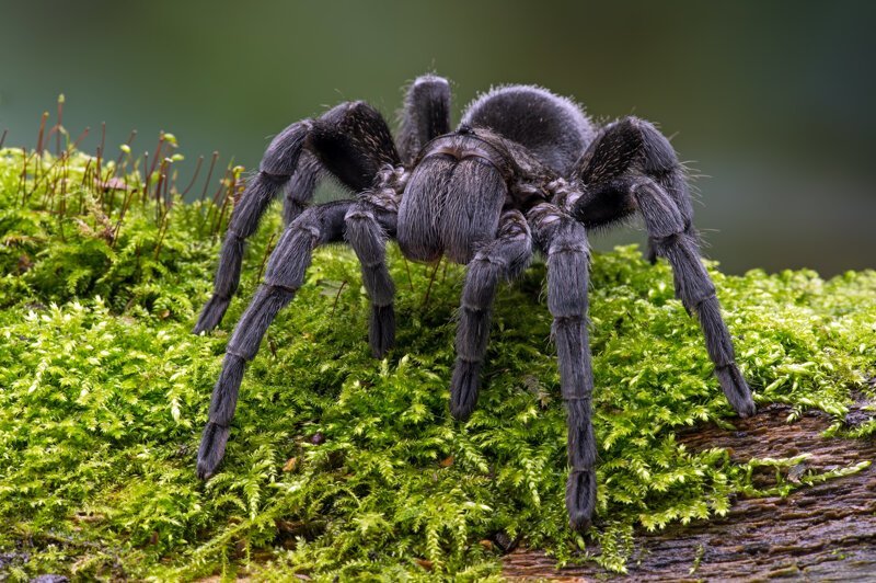Арахнофобия - боязнь пауков