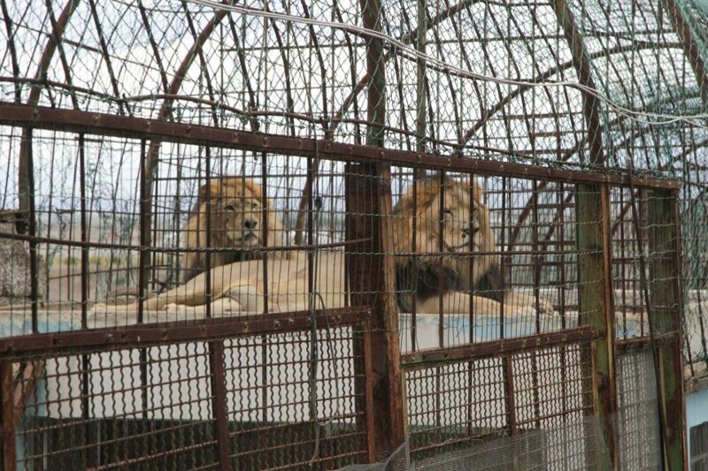 Сородичи льва Ленси и Жаку, как и он сам, жили в крохотных клетках на территории зоопарка в Фиери, Албания