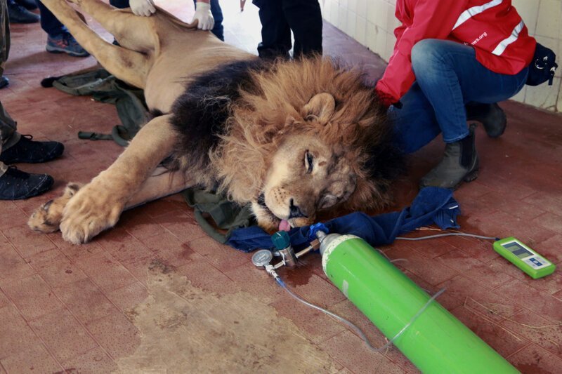 Зоозащитная организация "Four Paws" доставила львов в специализированный ветеринарный центр в Нидерландах