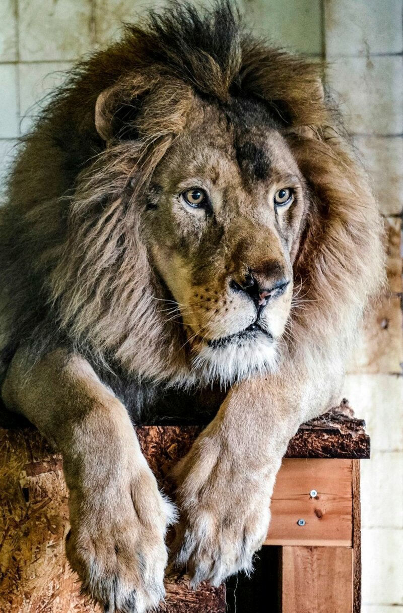 10-летний лев Бобби был пленником "худшего зоопарка мира"