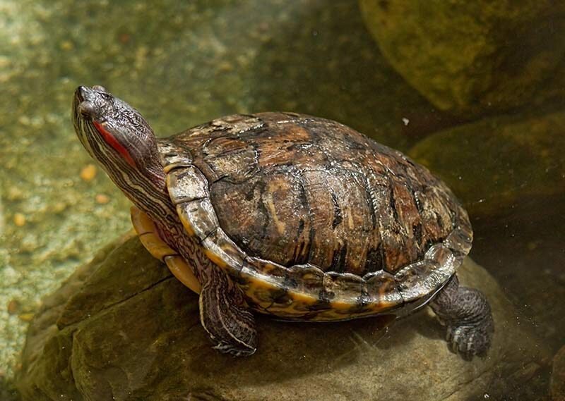 Редкую двухголовую черепаху оценили в 2 миллиона рублей,  но коллекционеры не спешат её покупать