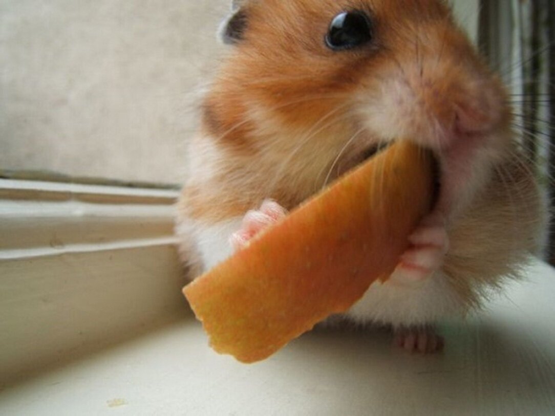 Хомяк в берете. Хомяк с морковкой. Хомяк кушает морковку. Хомячок с морковкой. Приятного аппетита хомячок.