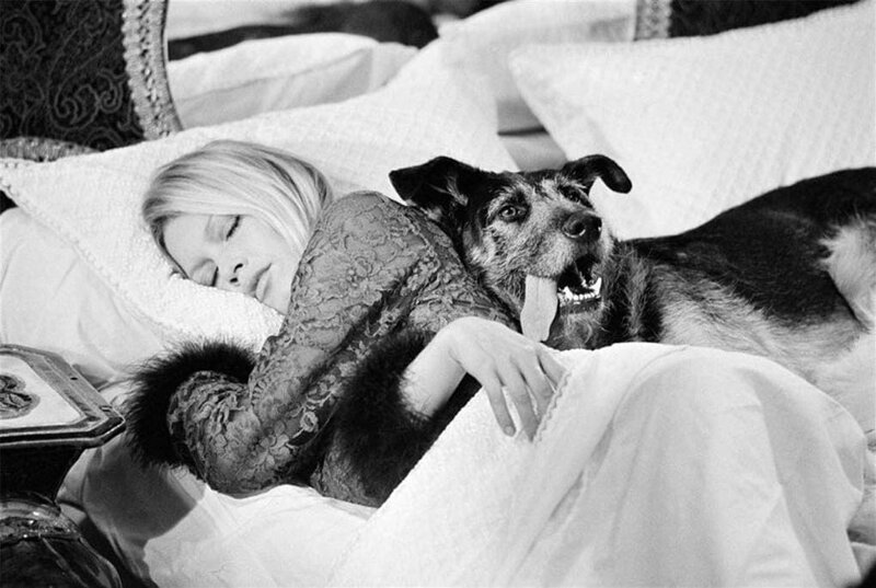 1. Брижит Бардо с собакой на съемках фильма «Послушницы», 1970