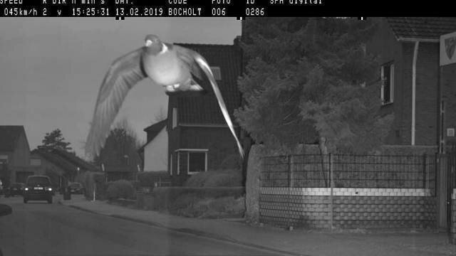 Не гони, тебя ждут дома: в Германии оштрафовали голубя за превышение скорости