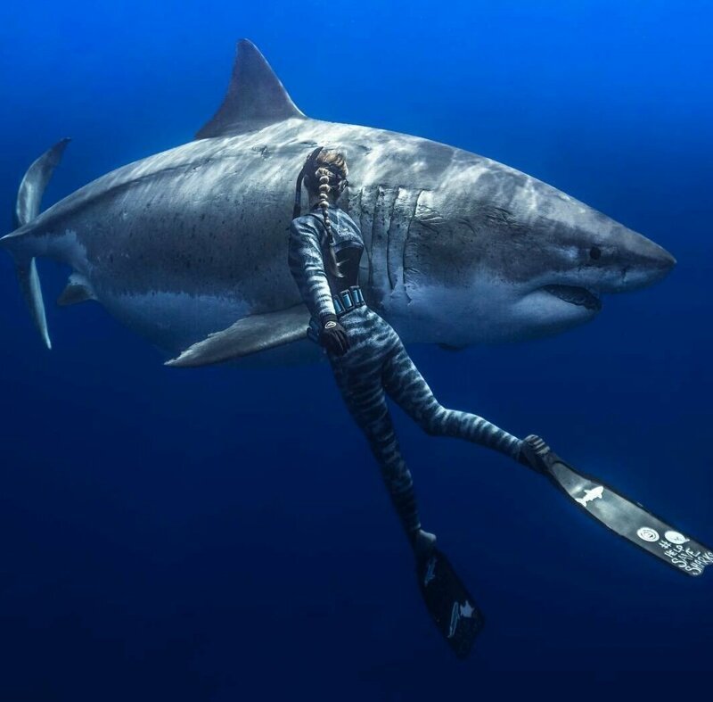 "Танцы с акулами": подводные фотосессии Хуана Олифанта