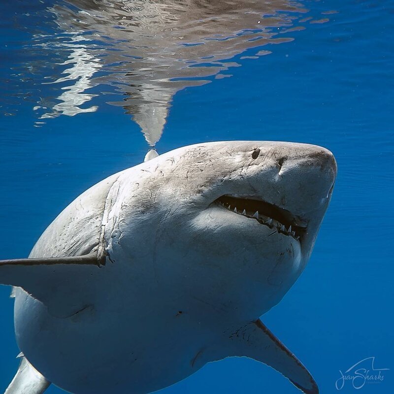 "Танцы с акулами": подводные фотосессии Хуана Олифанта