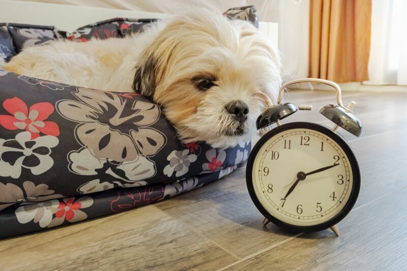 Собаки могут унюхать время