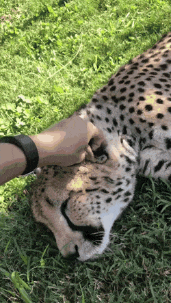 Гифки всякие