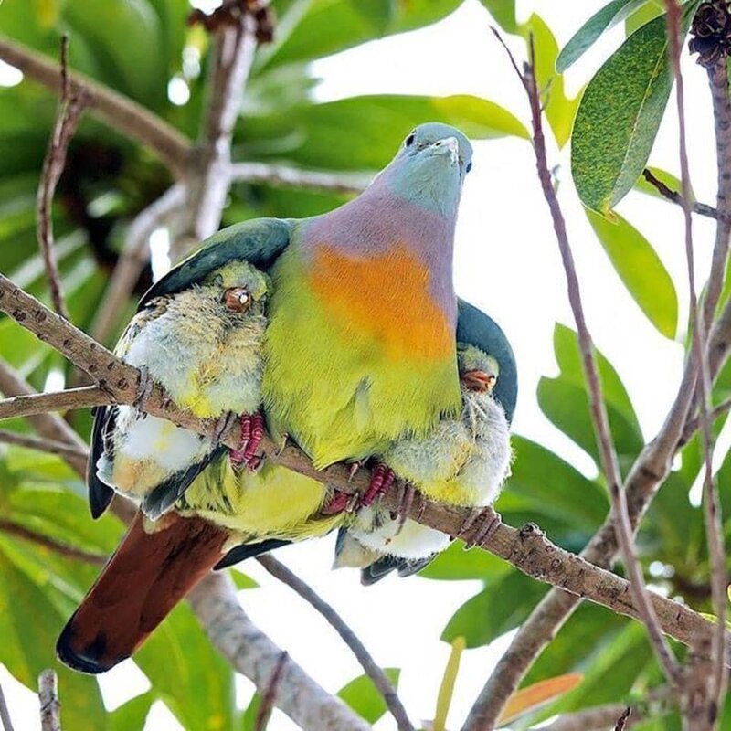 11. Мама Птица и её детишки