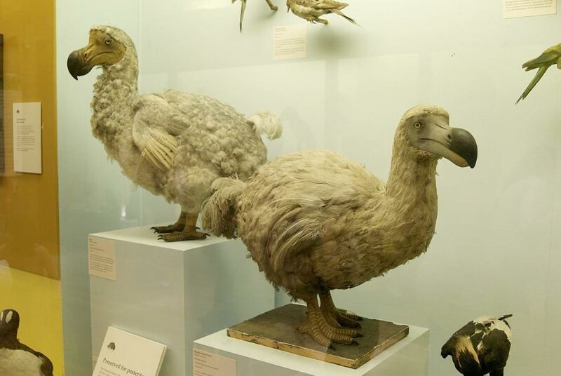 Додо - одна из самых известных вымерших птиц